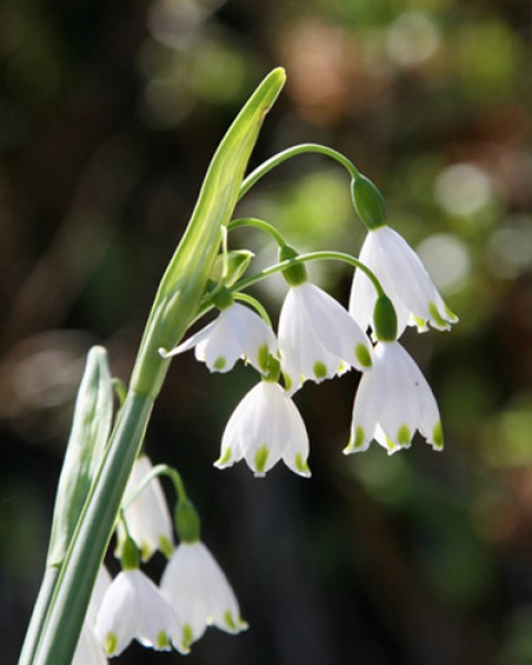 Leucojum gravetye giant.jpg